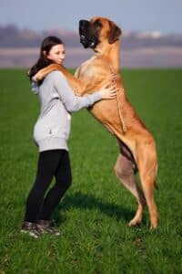 Adult Tan Great Dane