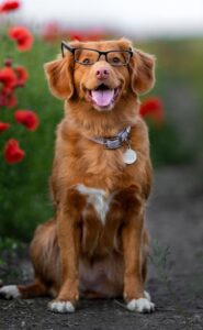 brown short coated dog on green grass field during daytime