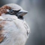 white and brown bird on brown tree branch