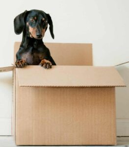 black and brown Dachshund standing in box